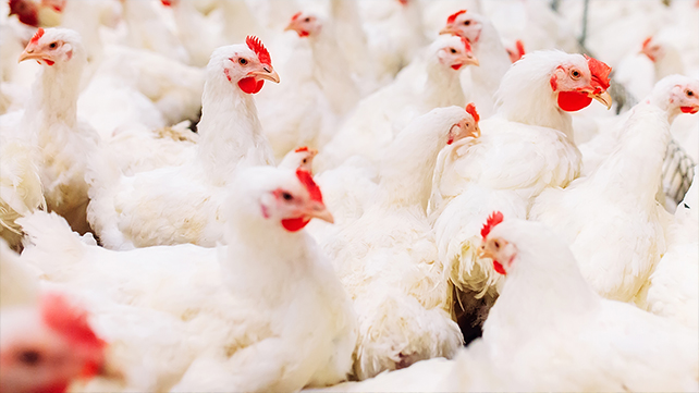 Chicken farming